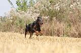 BEAUCERON 237